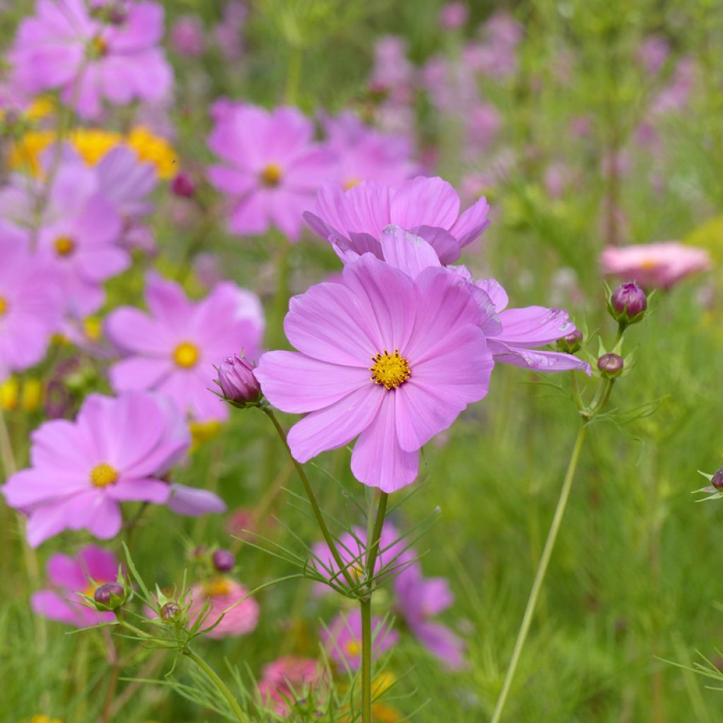 Cosmos Sensation Pinkie (semi) - Cosmea