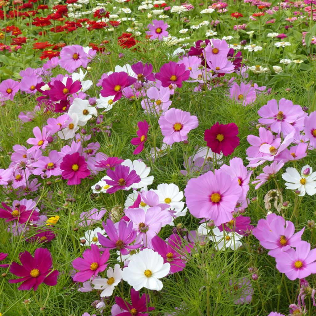 Cosmos Sensation Royal nain Mix (semi) - Cosmea