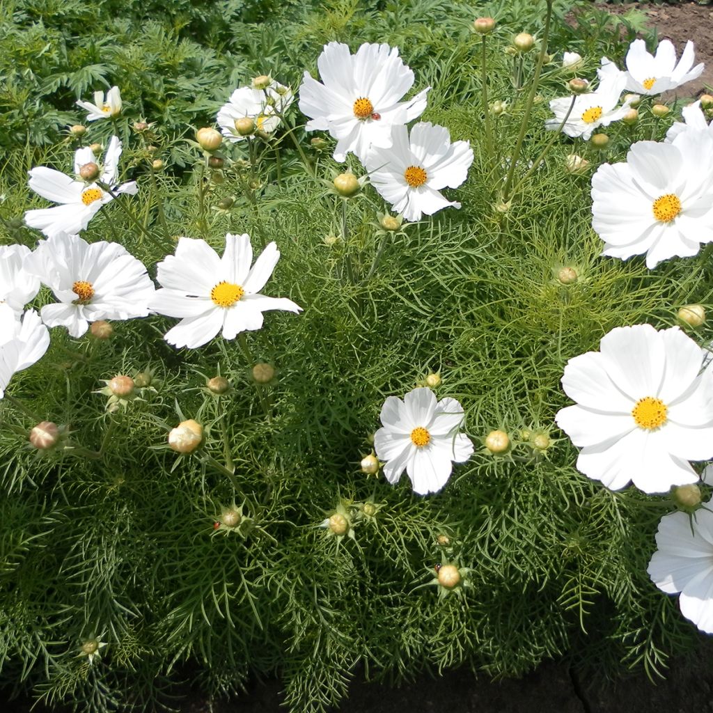 Cosmos Sonata White (semi) - Cosmea