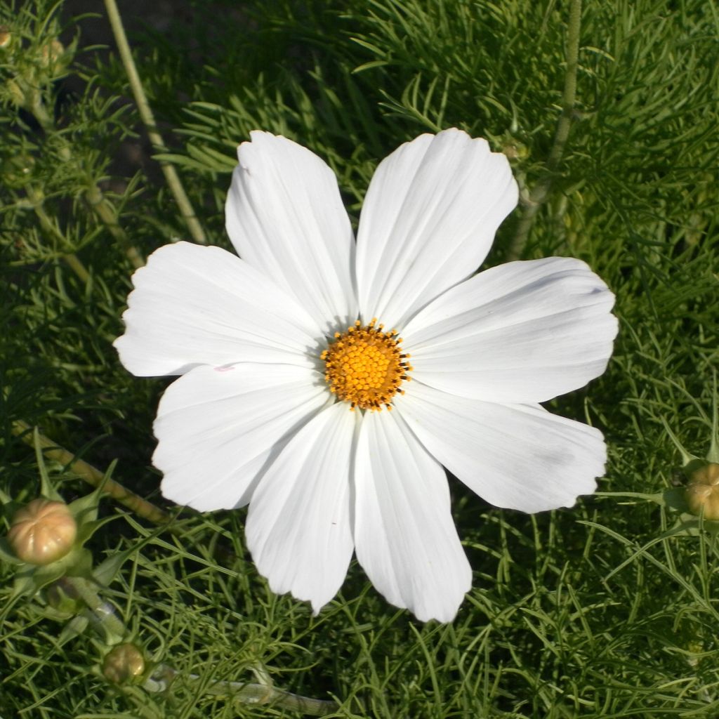 Cosmos Sonata White (semi) - Cosmea