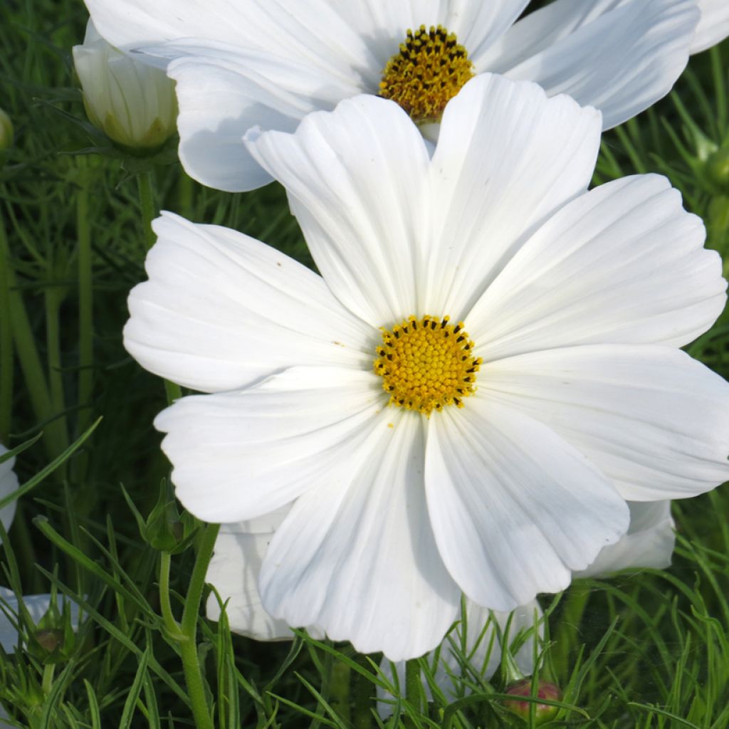 Cosmos Sonata White (semi) - Cosmea