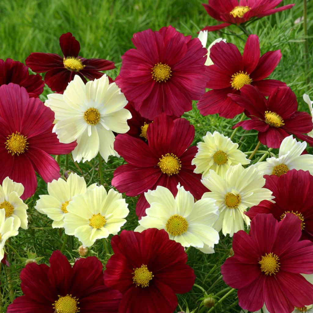 Cosmos nain Xanthos et Rubinato Mix (semi) - Cosmea