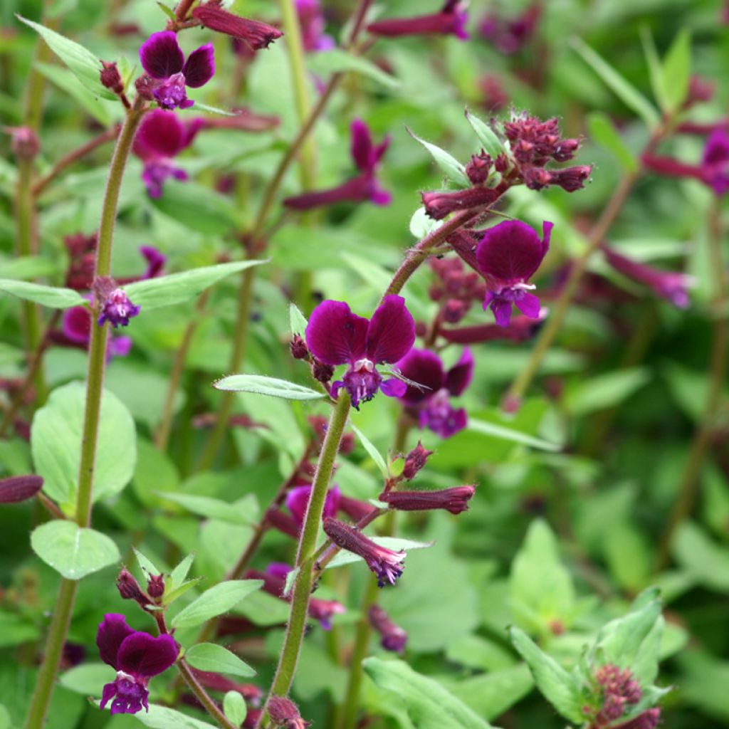 Cuphea lanceolata Purple Passion (semi) - Fiore di sigaro