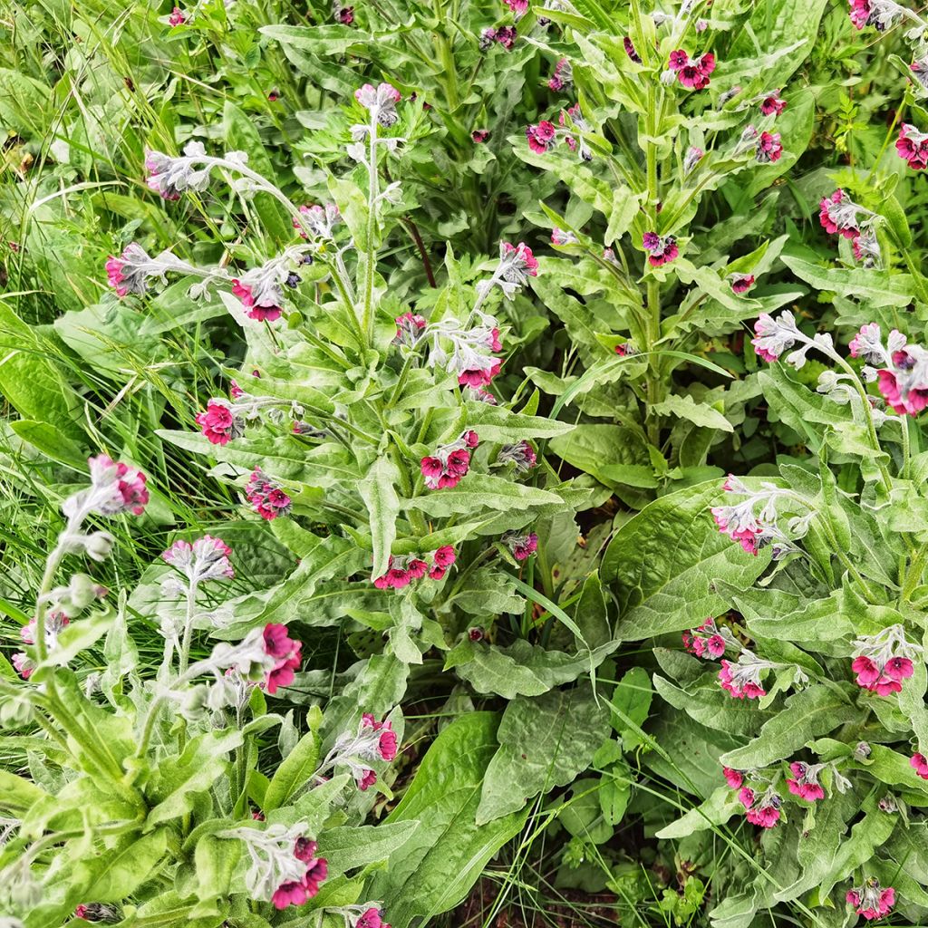 Cynoglossum officinale - Lingua di cane vellutina