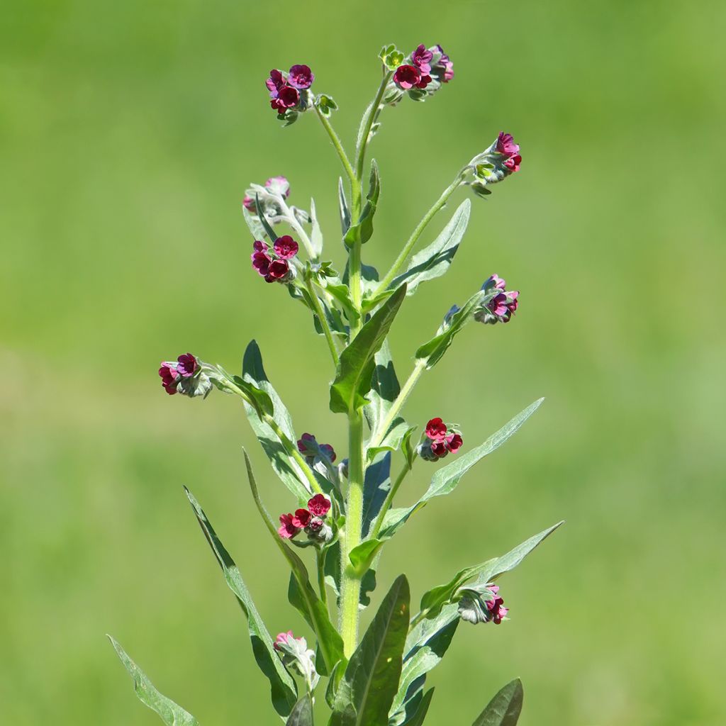 Cynoglossum officinale - Lingua di cane vellutina