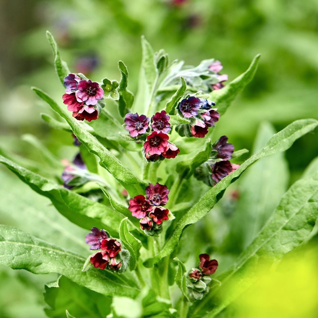 Cynoglossum officinale - Lingua di cane vellutina