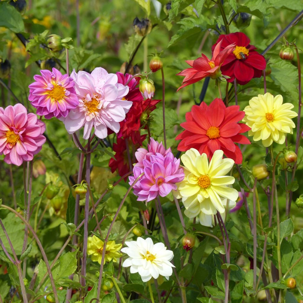 Dahlia variabilis Unwin Ideal Mix (semi)