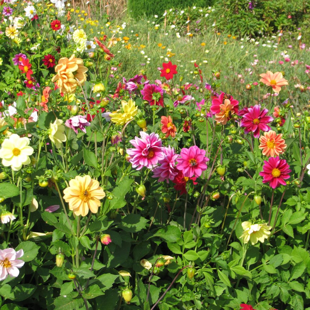 Dahlia variabilis Unwin Ideal Mix (semi)