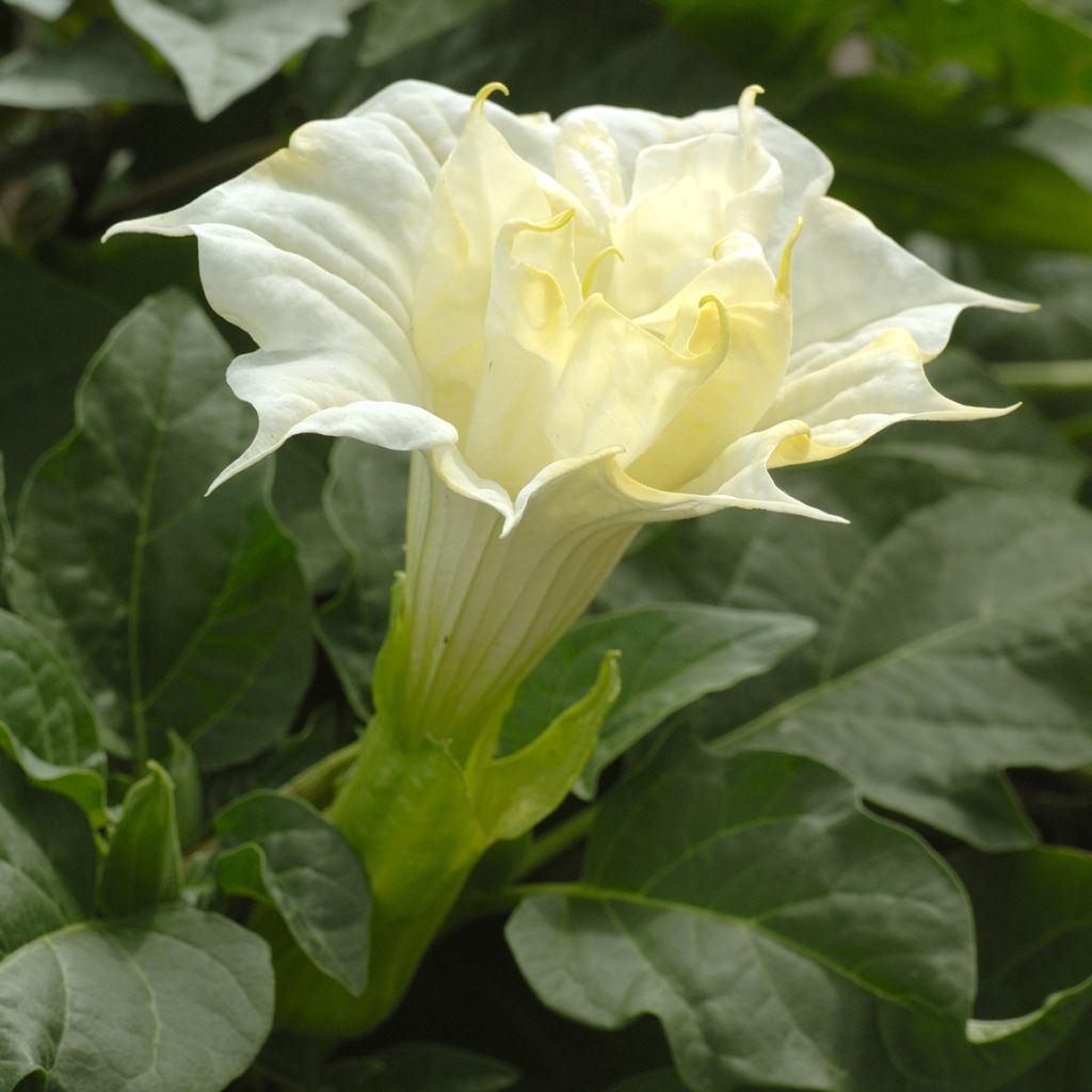 Graines de Datura metel Double White Lady