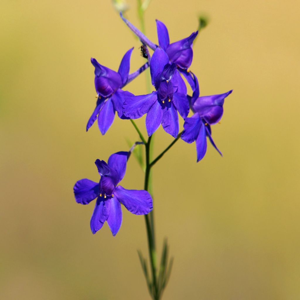 Delphinium regalis Blue Cloud - Speronella