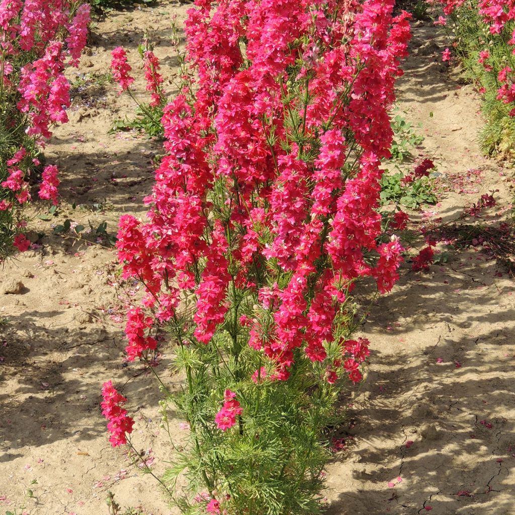 Graines de Delphinium Deep red - Pied d'Alouette annuel rouge