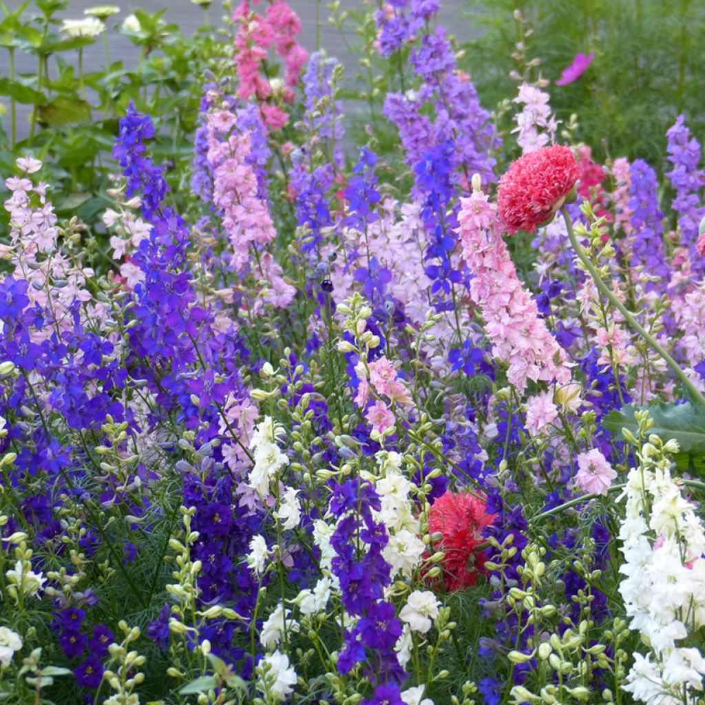 Delphinium consolida Imperial Mix - Speronella consolida