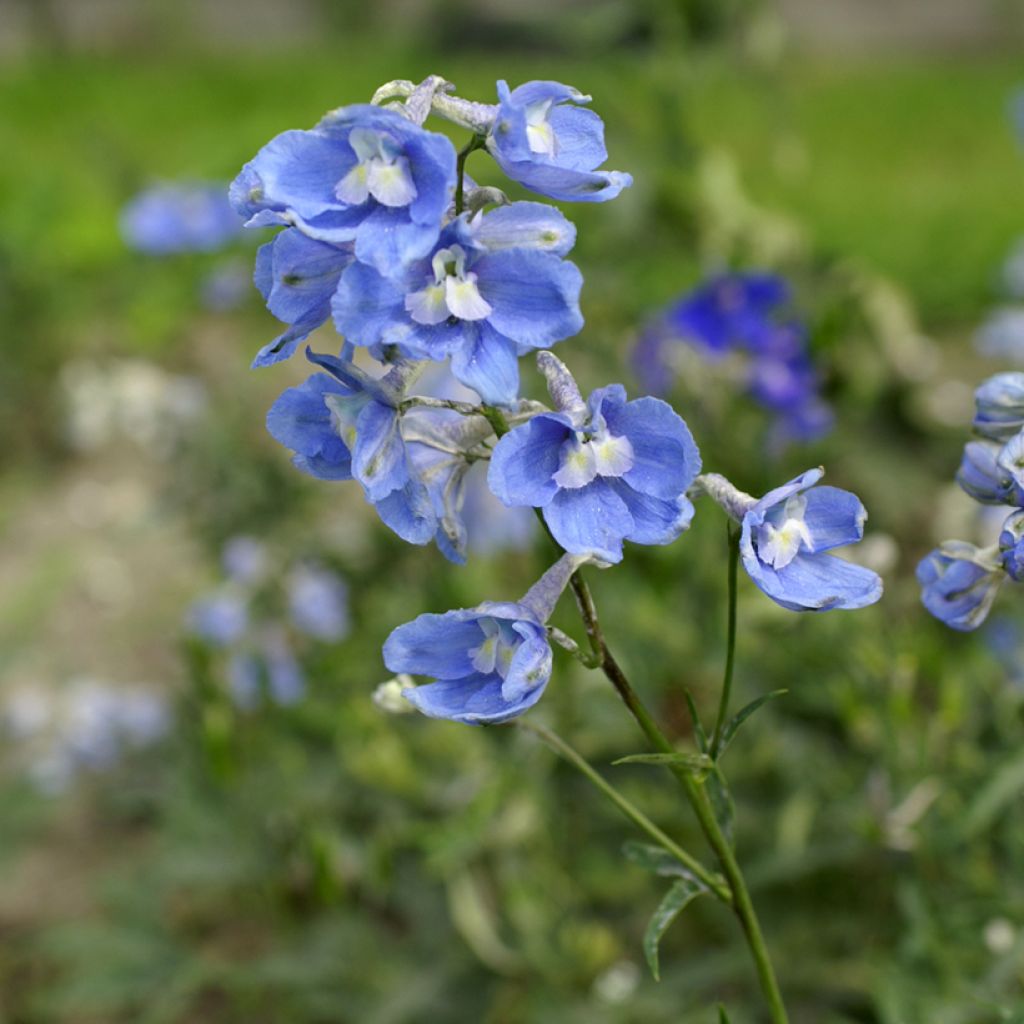 Graines de Delphinium belladonna Cliveden Beauty (semi)  - Speronella