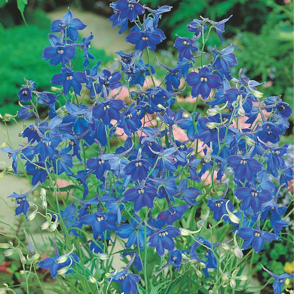 Delphinium Volkerfrieden Oriental Blue - Speronella