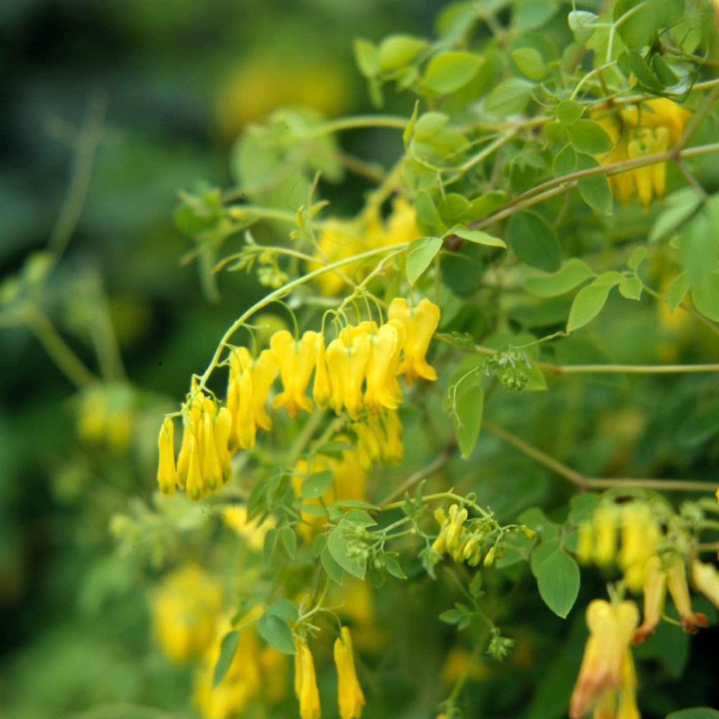 Dactylicapnos scandens Golden Tears