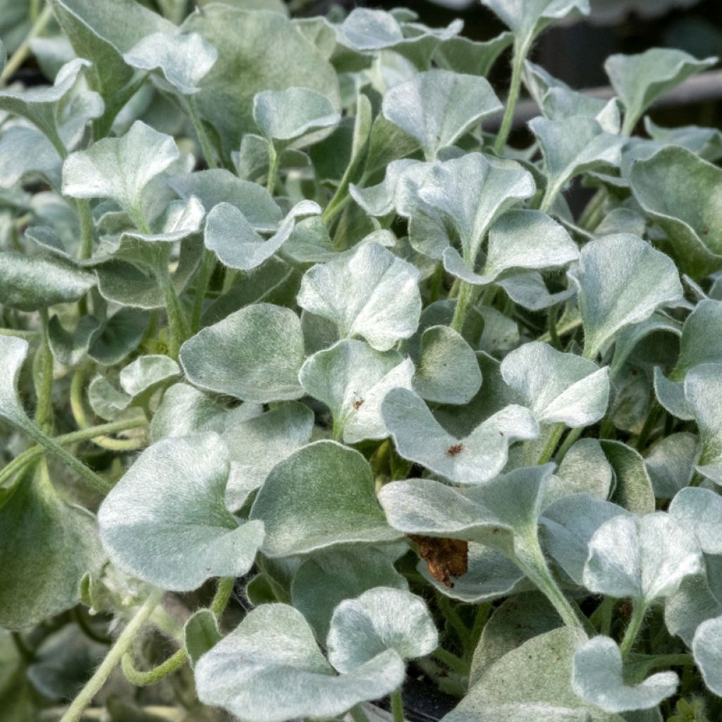 Dichondra argentea Silver Falls (semi)