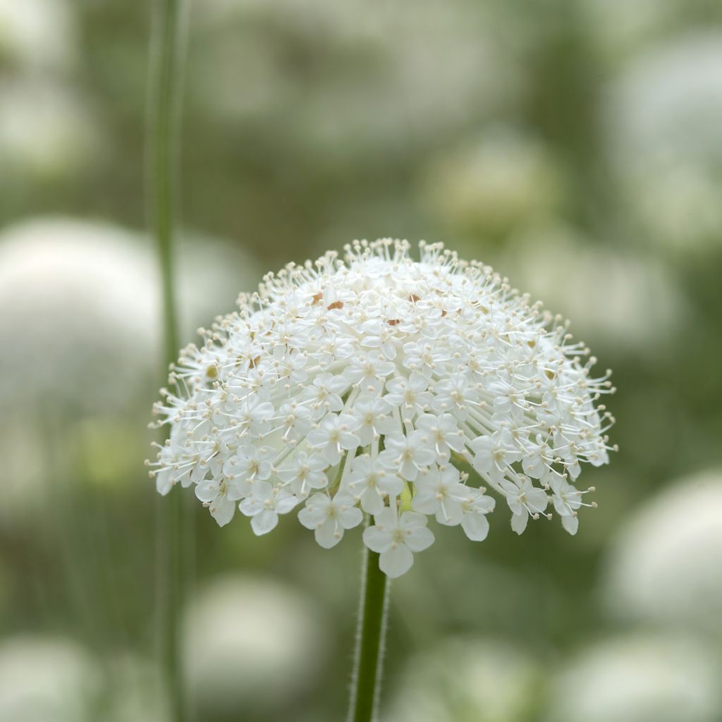 Trachymene coerulea Lace White