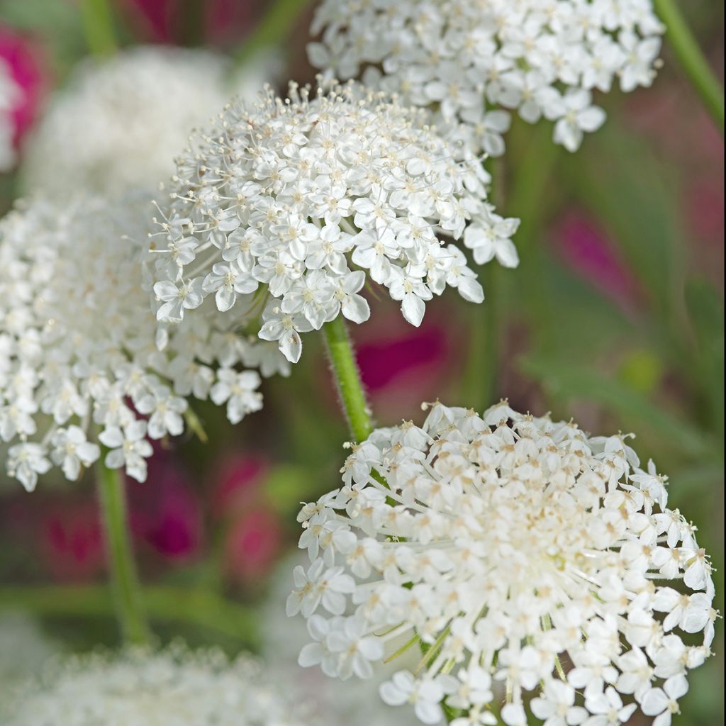 Trachymene coerulea Lace White