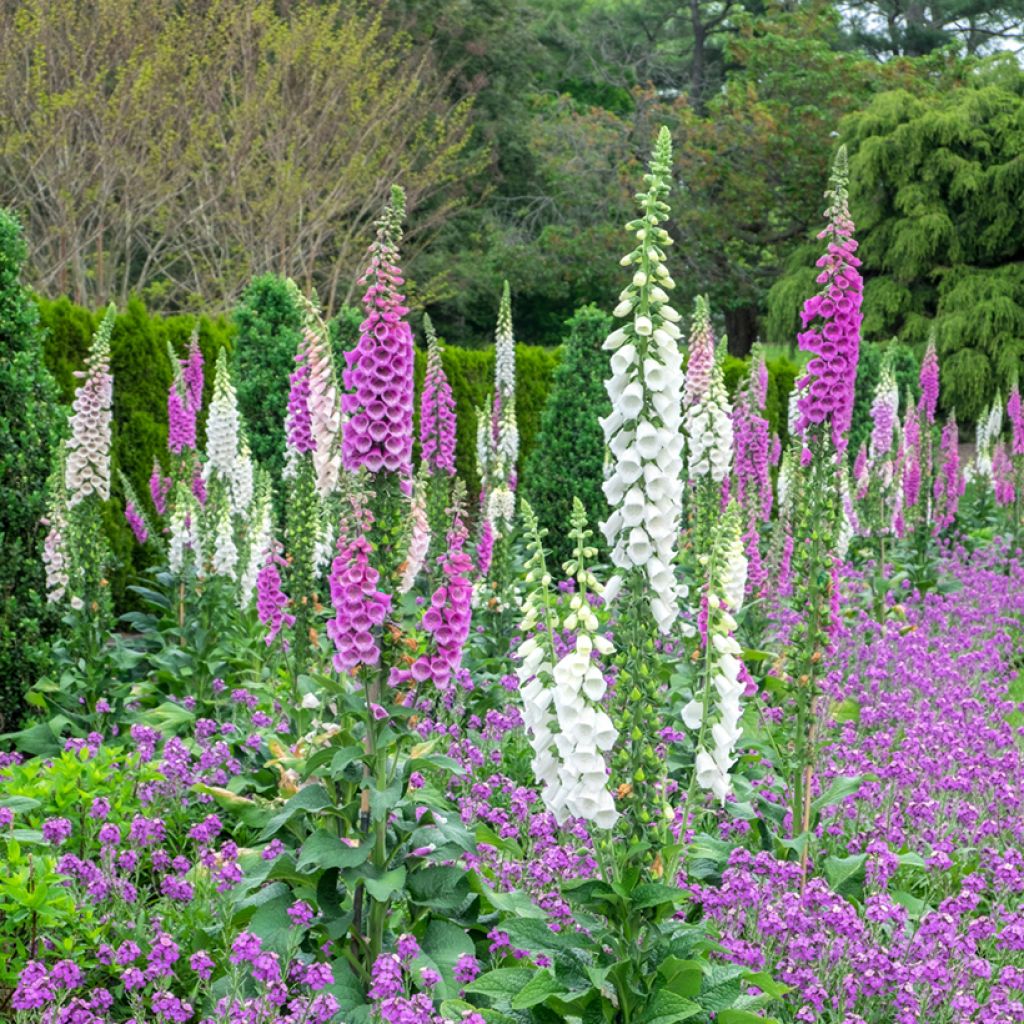 Digitalis purpurea Excelsior Mix - Digitale rossa