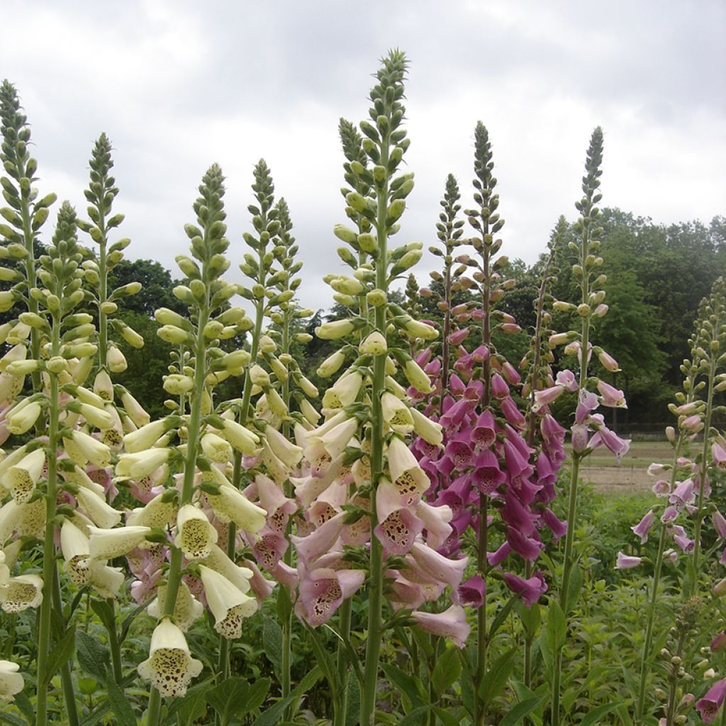 Digitalis x purpurea Foxy Mix - Digitale rossa