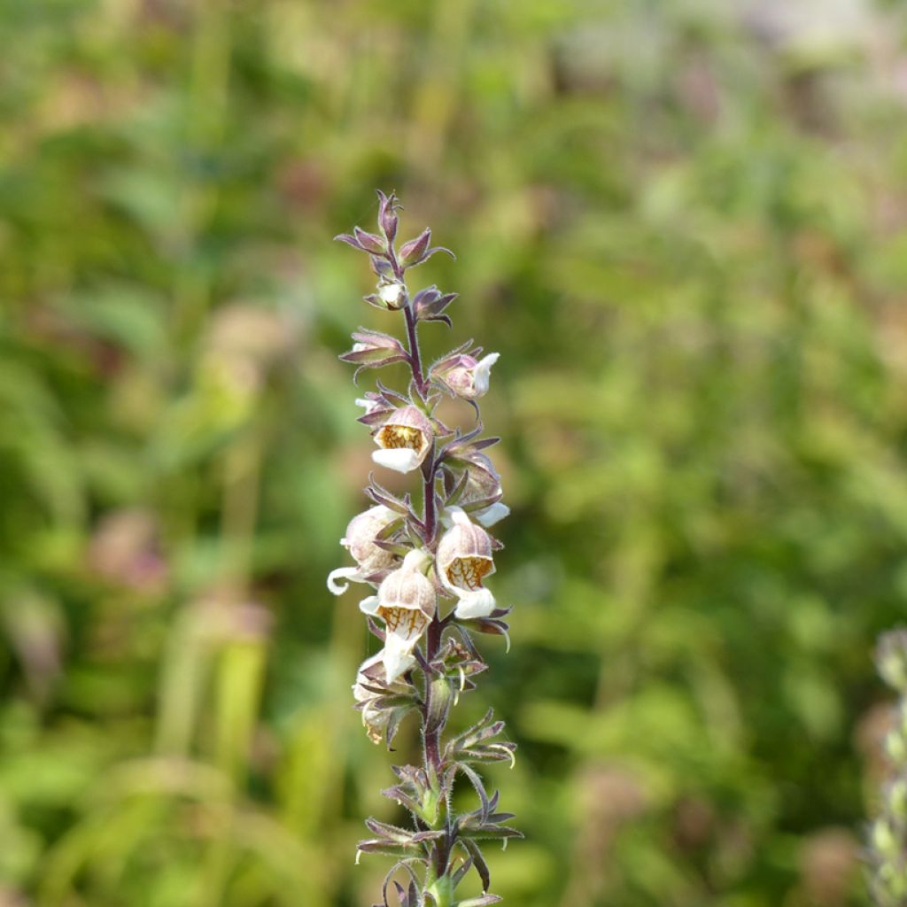 Digitalis lanata Café Crème (semi) - Digitale lanata