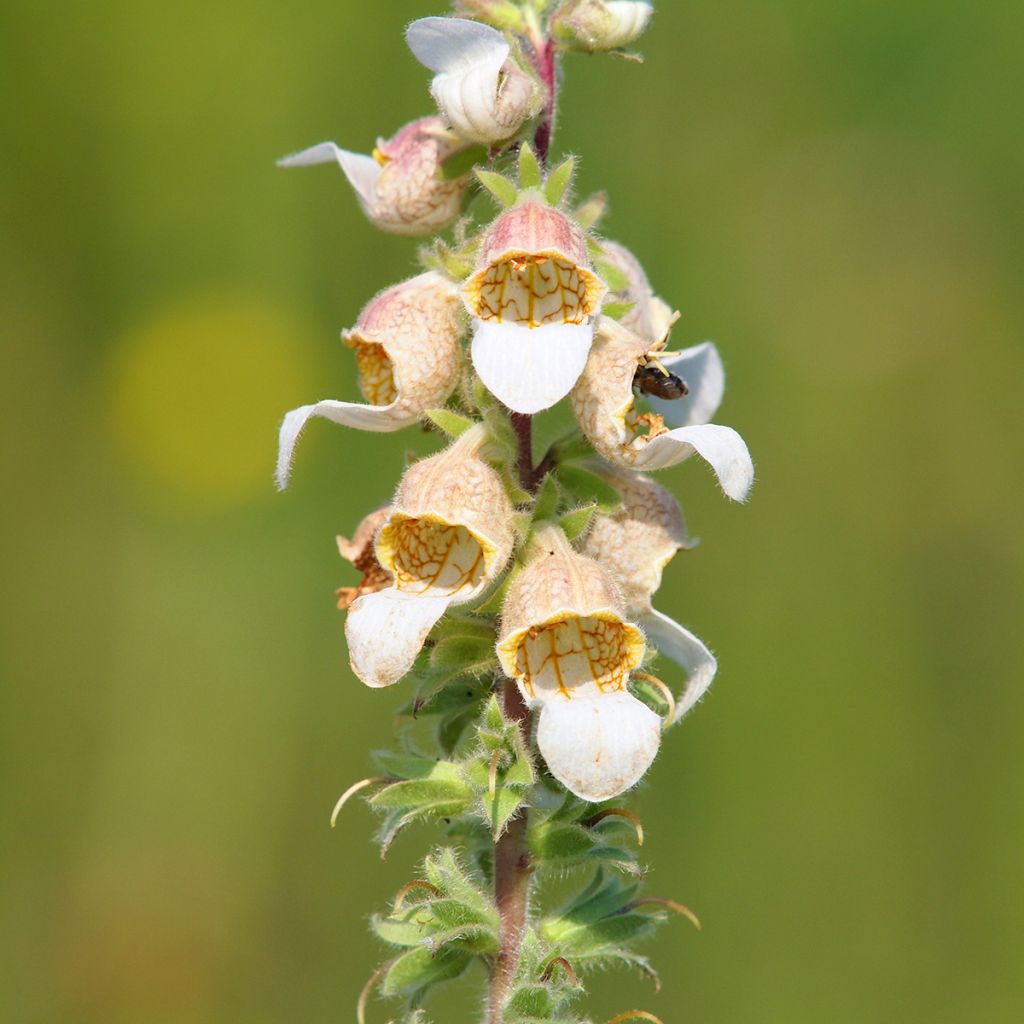 Digitalis lanata Café Crème (semi) - Digitale lanata