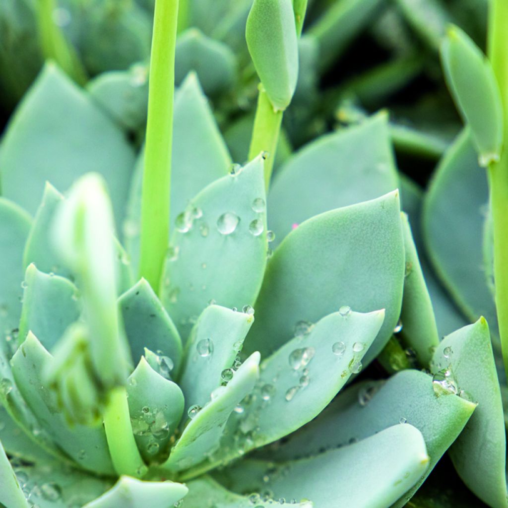 Echeveria peacockii Urban Yellow (semi)