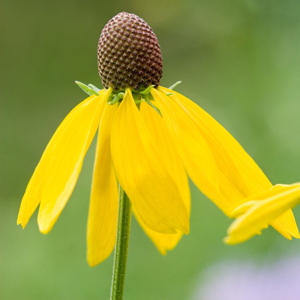 Echinacea paradoxa (semi)