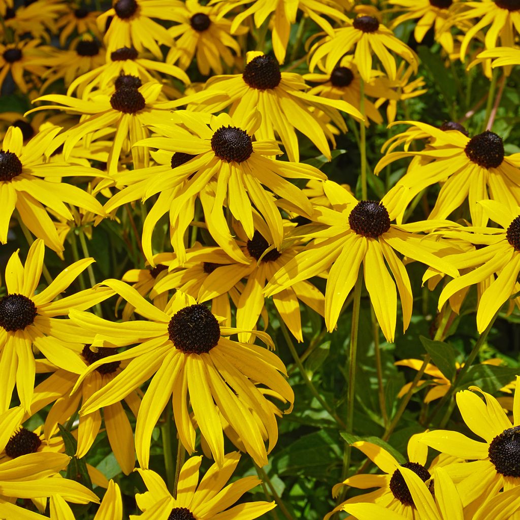 Echinacea paradoxa (semi)