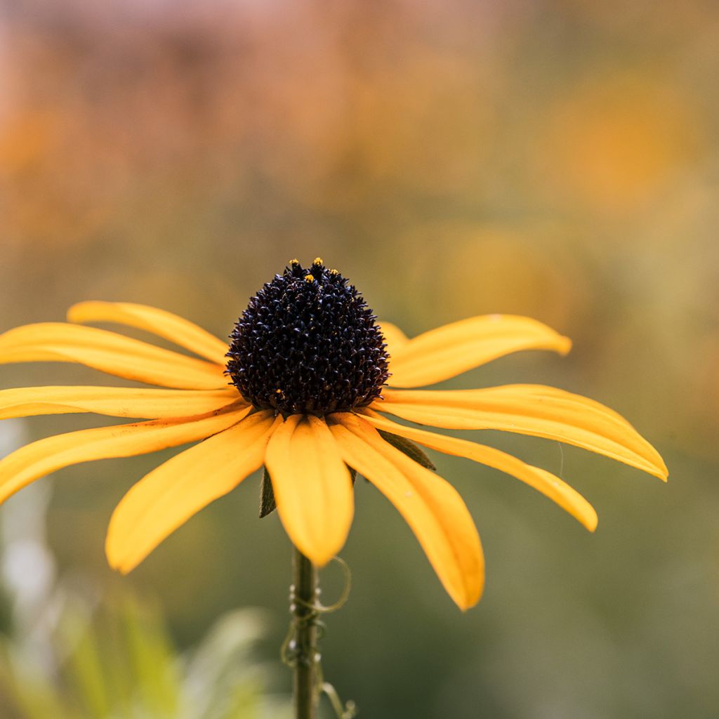 Echinacea paradoxa (semi)