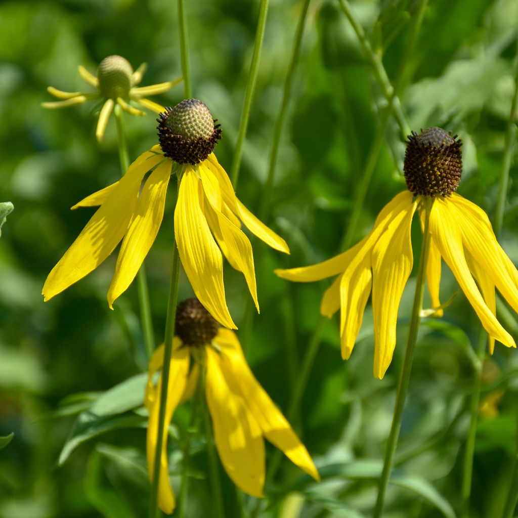 Echinacea paradoxa (semi)