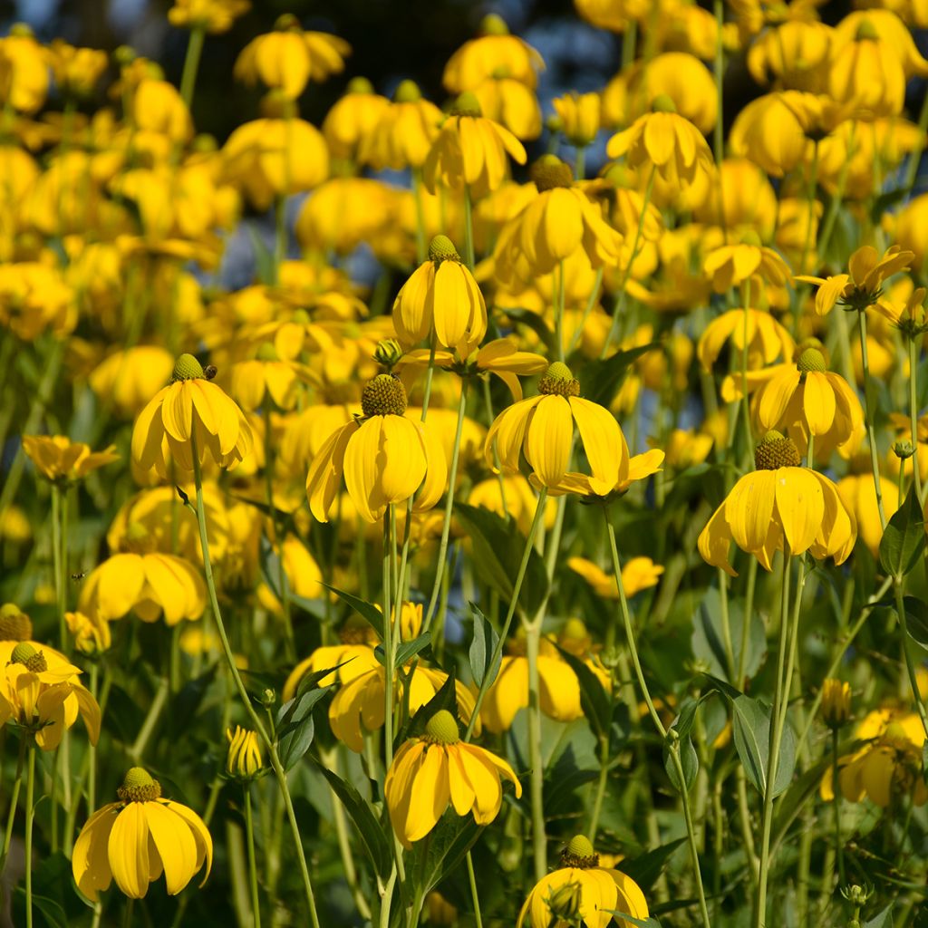 Echinacea paradoxa (semi)