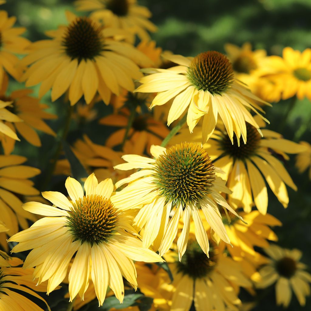 Echinacea purpurea Paradiso Yellow