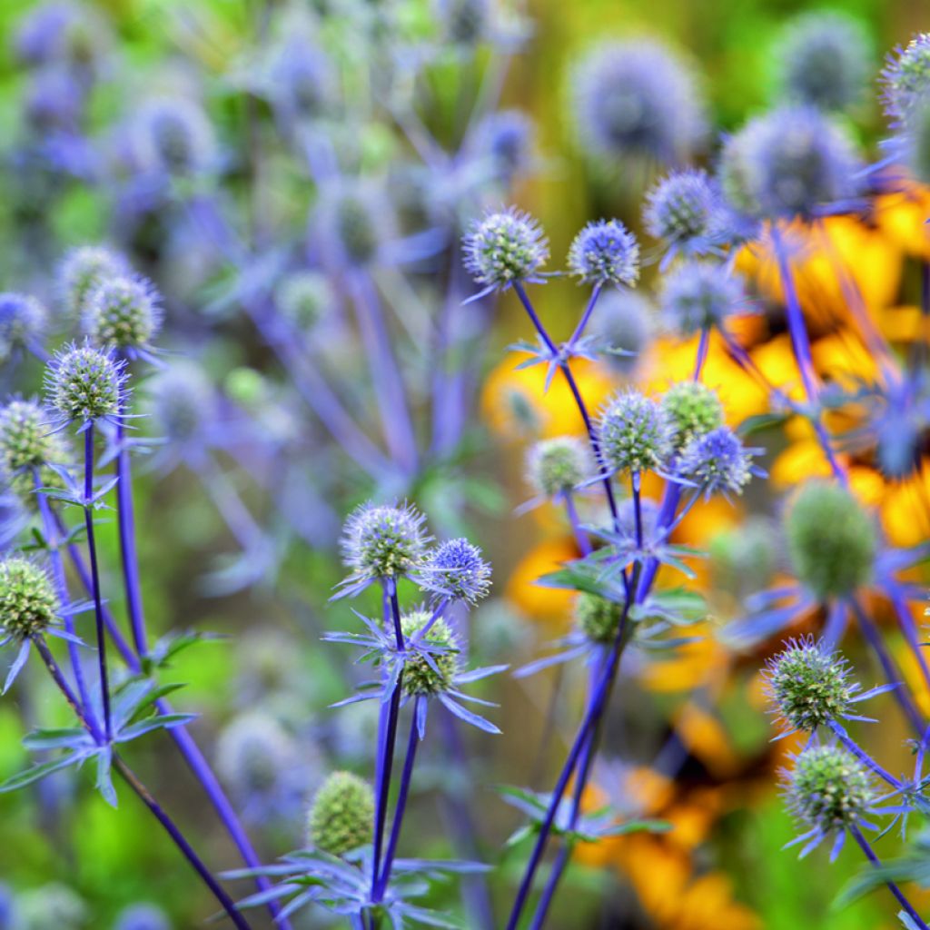 Eryngium planum Blue Glitter (semi)