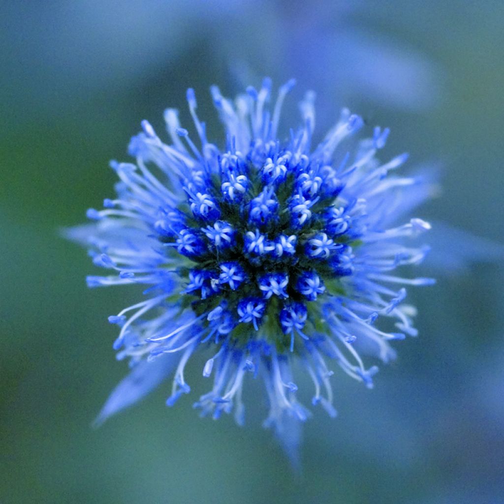 Eryngium planum Blue Glitter (semi)