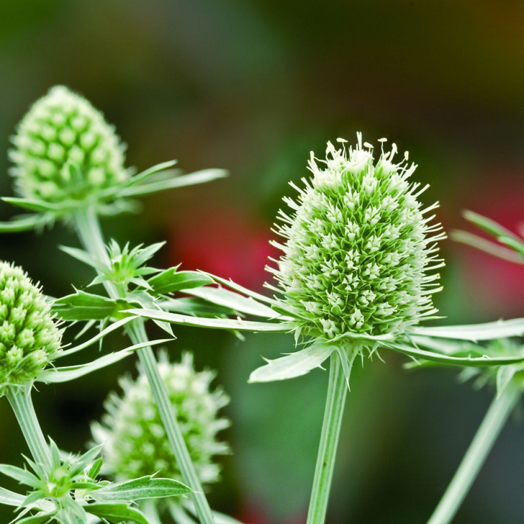 Eryngium planum White Glitter (semi)