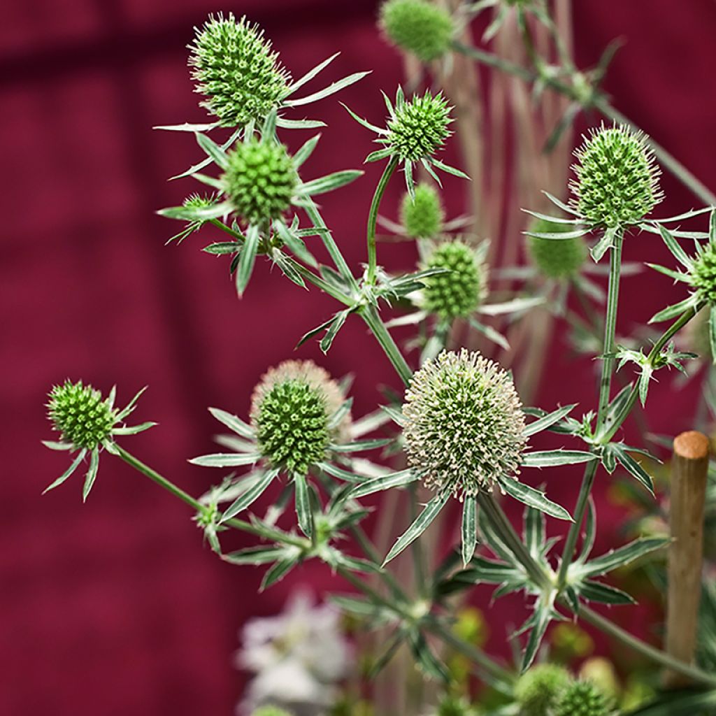 Eryngium planum White Glitter (semi)