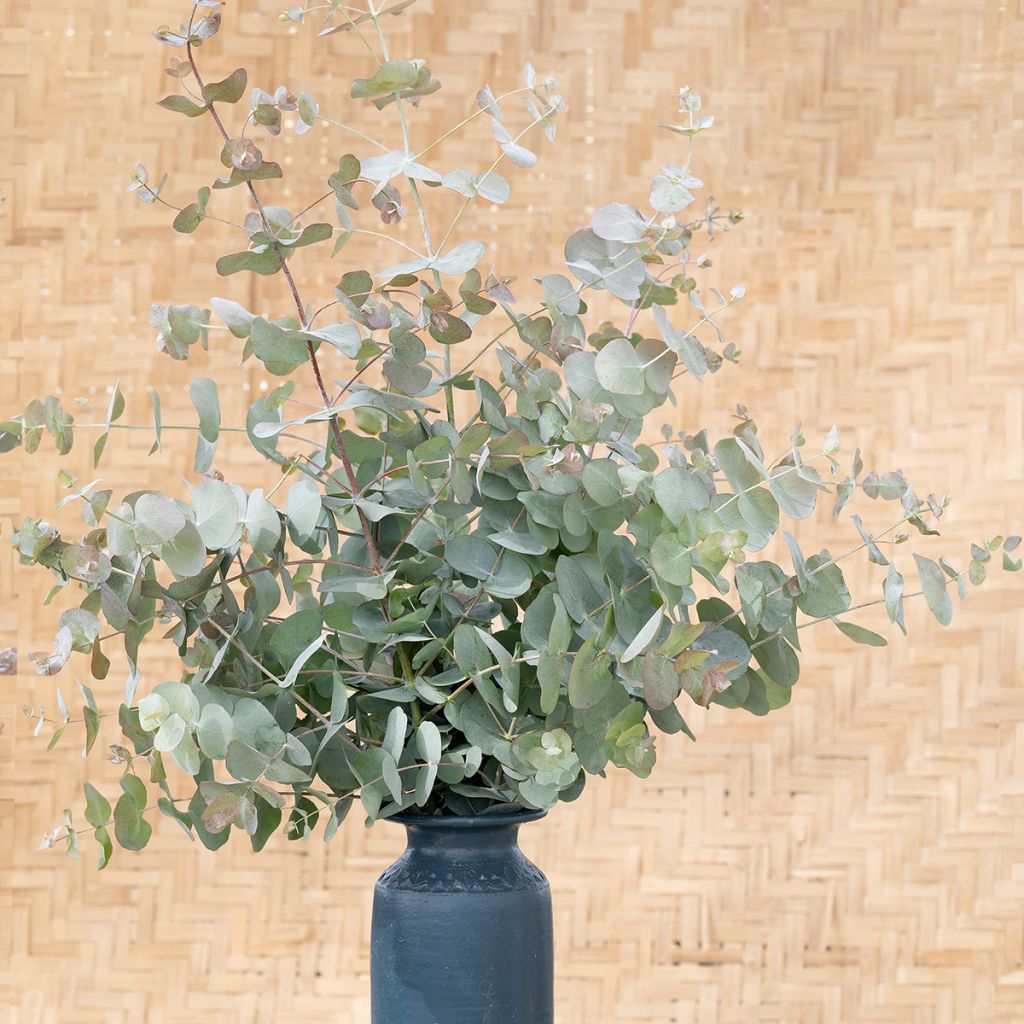 Eucalyptus cinerea Silver Dollar (semi) - Eucalipto