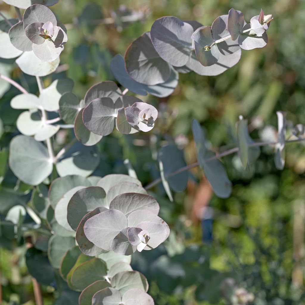 Eucalyptus cinerea Silver Dollar (semi) - Eucalipto