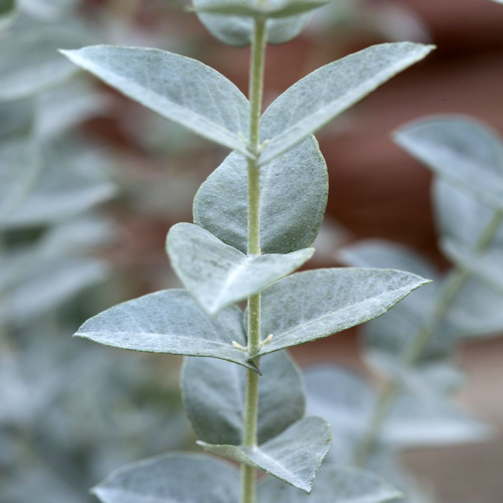 Eucalyptus kruseana latens Moon Lagoon (semi) - Eucalipto