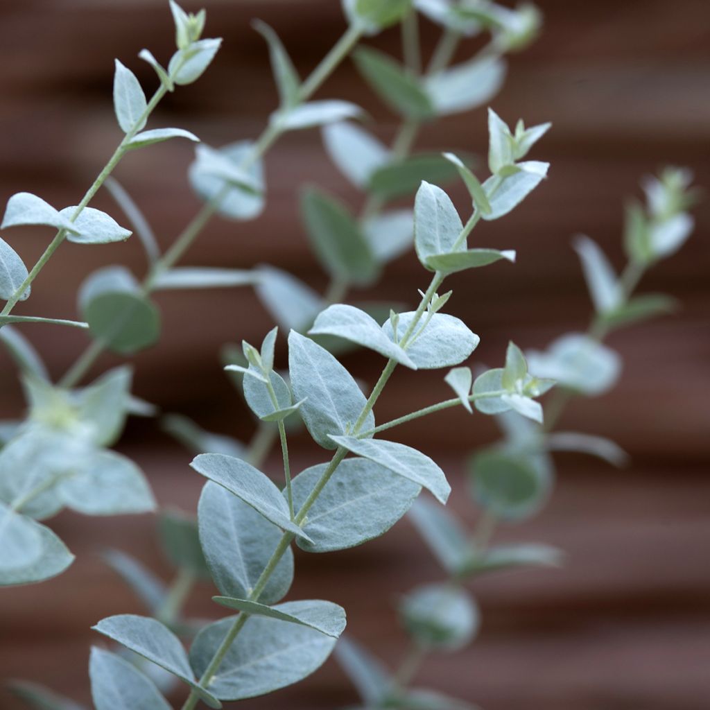 Eucalyptus kruseana latens Moon Lagoon (semi) - Eucalipto