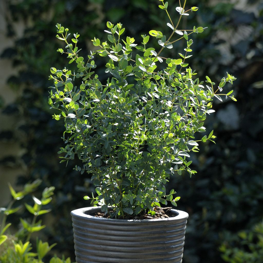 Eucalyptus parvula Boxwood - Eucalipto