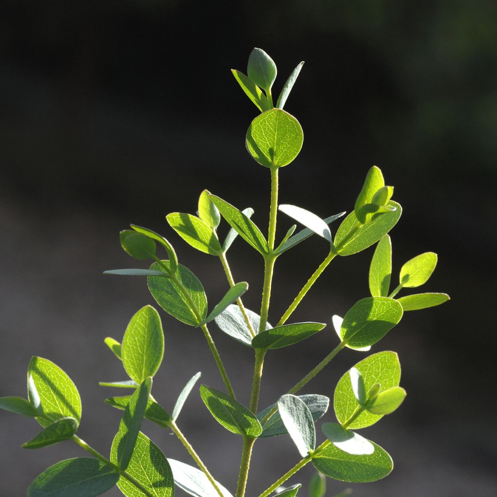 Eucalyptus parvula Boxwood - Eucalipto