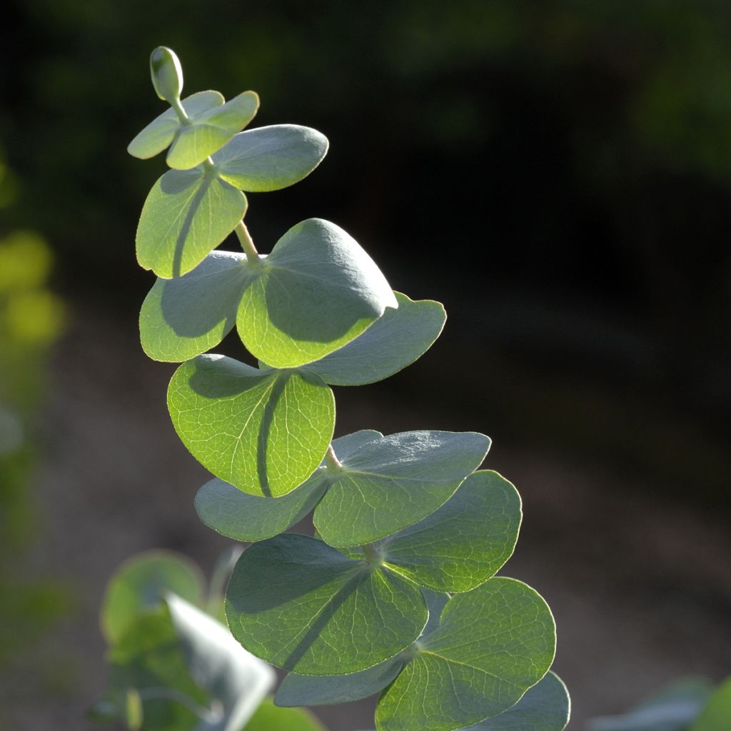 Eucalyptus pulverulenta Baby Blue Spiral - Eucalipto