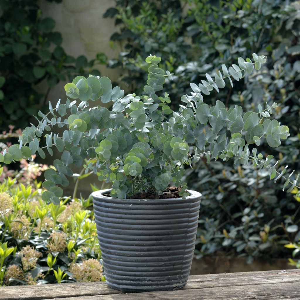 Eucalyptus pulverulenta Baby Blue Spiral - Eucalipto