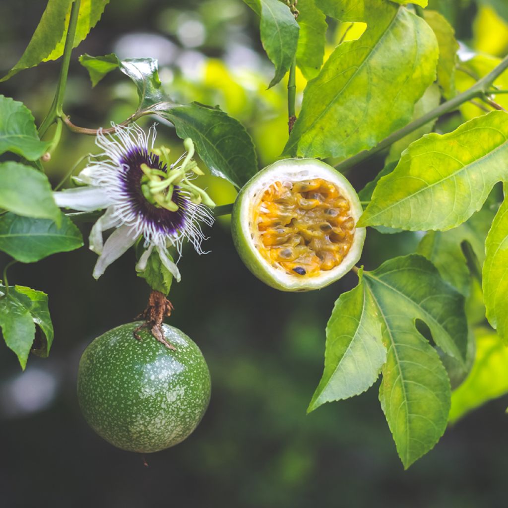 Passiflora edulis - Maracujá (semi)