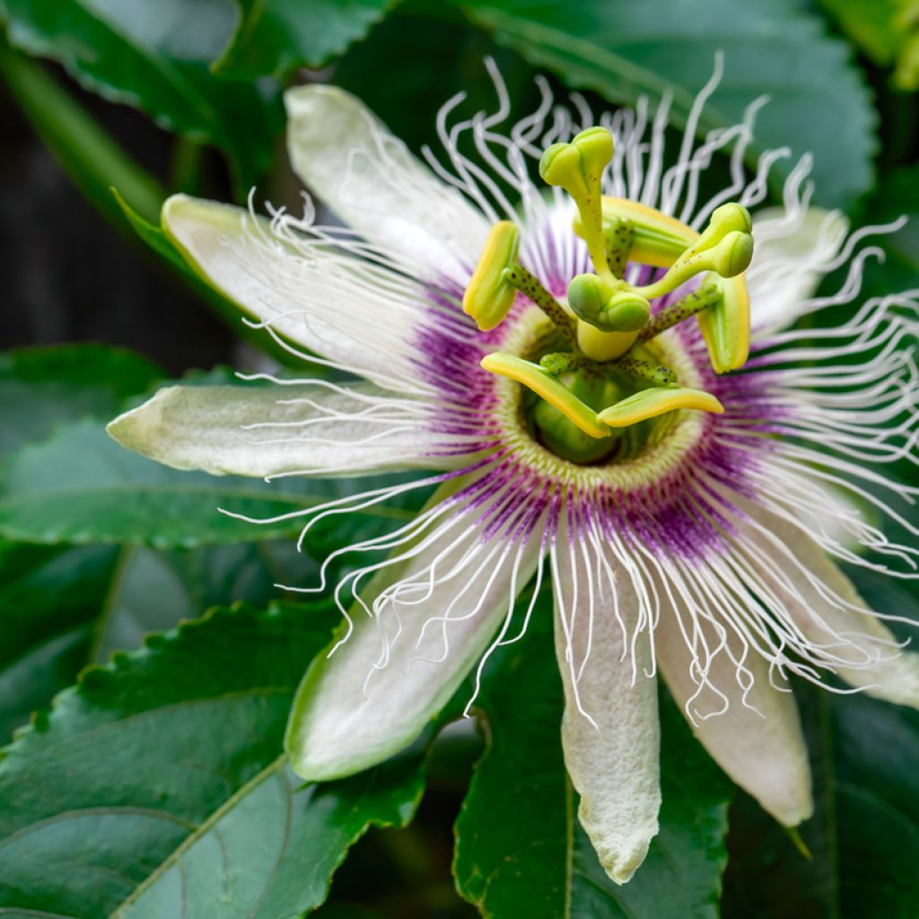 Passiflora edulis - Maracujá (semi)