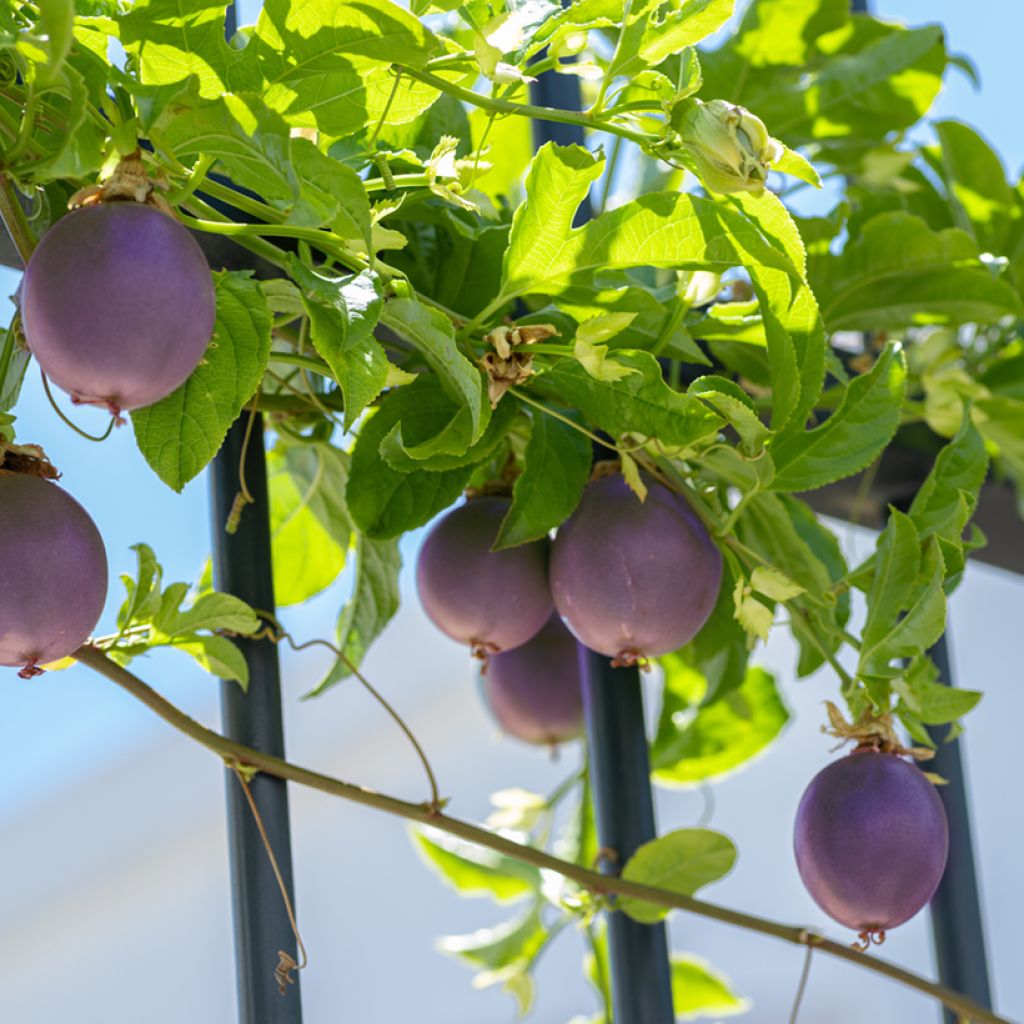 Passiflora edulis - Maracujá (semi)