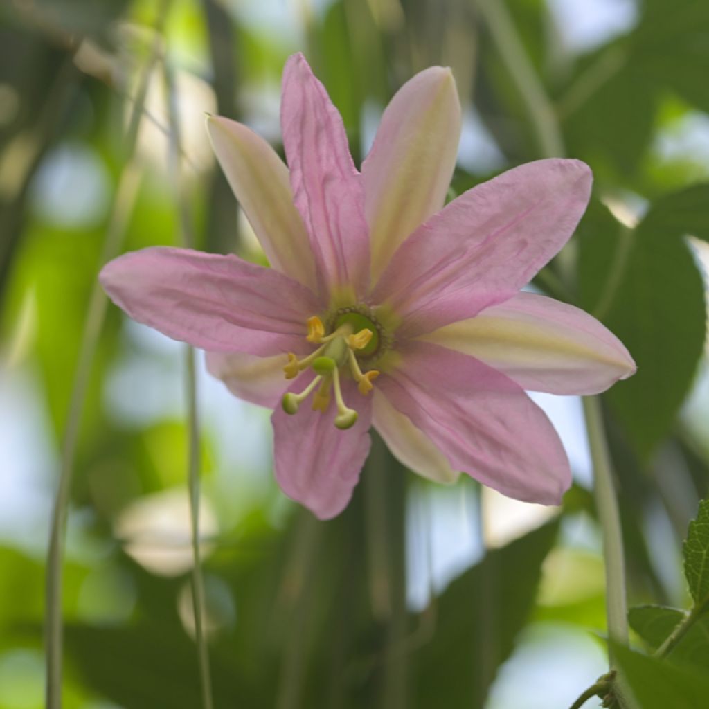 Passiflora mollissima - Banana passionfruit