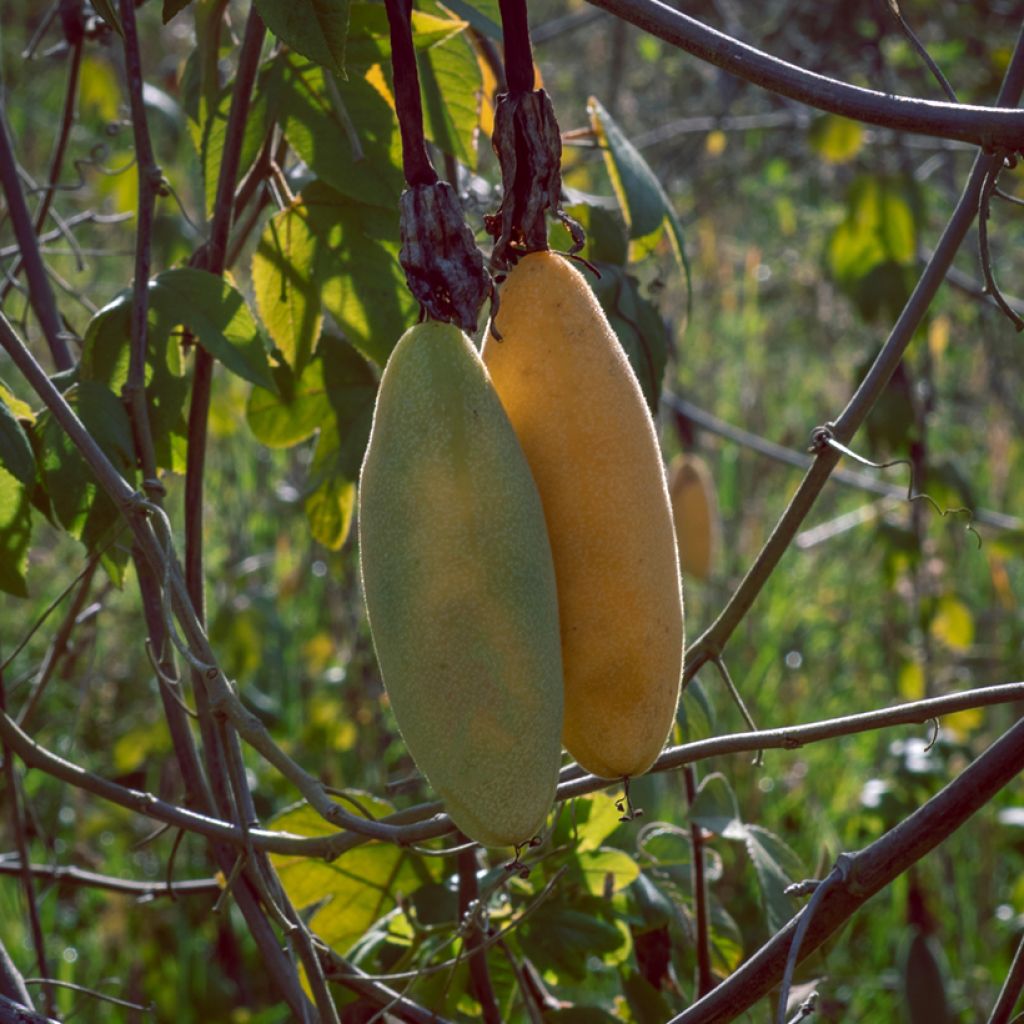 Passiflora mollissima - Banana passionfruit